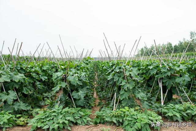 用食醋红糖自制氨基酸水溶肥，一亩仅几块钱，增产增质又增效