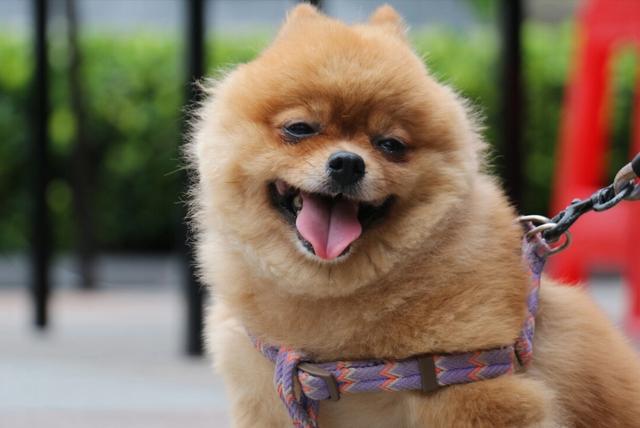 小型狐狸犬图片大全图片,6种串的最多的小型犬,购买时多个心眼,不然