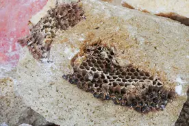 蜂蜜的保质期多久？如果颜色变深或有结晶，能喝吗？真相全在这图片