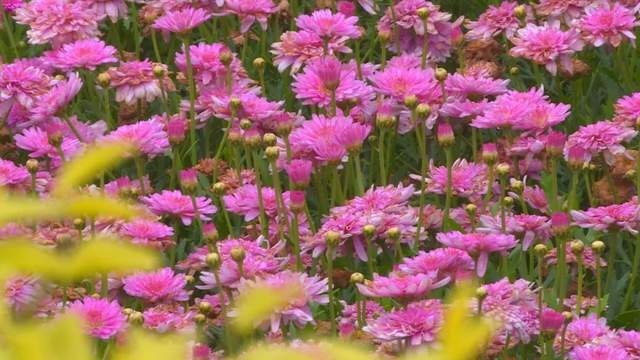 四川省民生研究会新媒体中心-官网