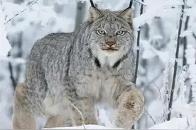 山上与猞猁对峙，腿都软了，讲讲“山狸子土豹子和两头乌”那些事图片