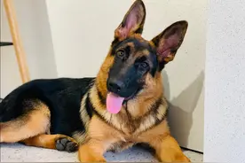 养“大狗”可以养这几种，性格好又没有被禁养图片