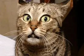 猫咪最害怕的6件事图片