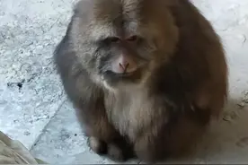 网红独臂猴子咬伤84岁的师太！老人家伤口发黑，却不肯去医院图片