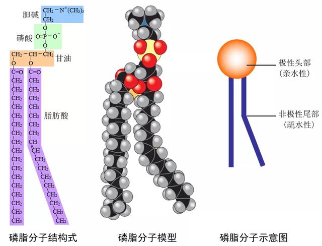 太有用了！高中生物新版必修一全册知识点清单，超详细