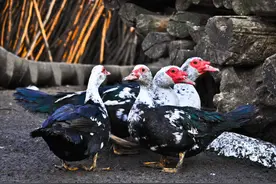 番鸭自带麝香味，肉质比家鸭好吃，为什么很少人养？听老农咋说图片