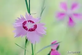 亲人离世后，不掉眼泪的人，往往有这些特征，并不是无情无义图片