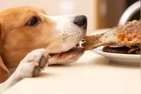 狗狗饮食 ： 吃多少才健康图片