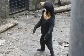 “这熊是人扮演的吧？站的好直！”杭州动物园回应：马来熊夫妻俩，才来3年。还有更多直立图图片