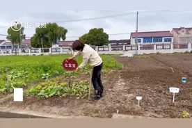 租地种菜1500元一年，你愿意买单吗？图片