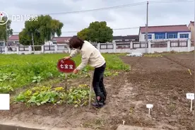 租地种菜1500元一年，你愿意买单吗？图片