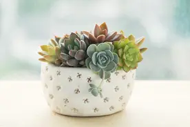 “二手烟”克星，这7种花是空气卫士，家里有抽烟的一定要养一盆图片