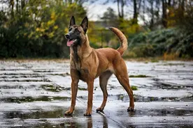 马犬“优缺点”指南，这样的马犬你还想养吗？图片