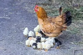 生肖鸡一生最亲的人是谁？图片