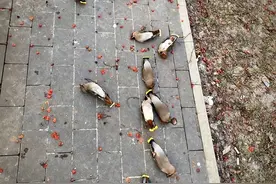 一群鸟喝多了醉倒在街头？动物醉酒后简直和人一个样图片