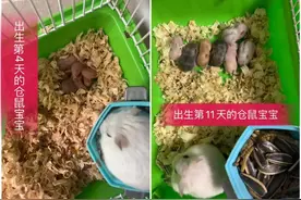 家有仓鼠宝宝成长记图片