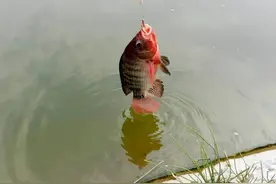 介绍一种特殊钓罗非鱼方法——广西钓鱼人叫“点窝”图片