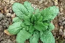 若在野外遇到此草，别嫌弃它丑，药食两用，被老人称为“肿瘤草”图片