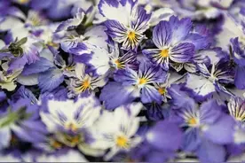 30种宿根花卉，天冷的北方、天热的南方合适种，养花前先了解习性图片