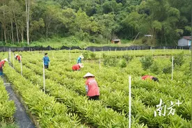 阳春坚果上榜！广东省首批林业特色产业发展基地名单公布 | 阳春市夏威夷果产业园系列报道⑲图片