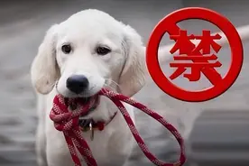 这6种狗在城市“被禁养”，再养就违法了，你中招了没？图片