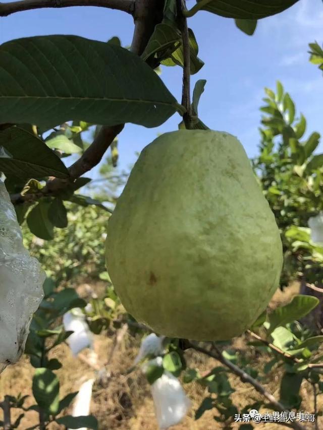 小众水果芭乐，又被茶饮店们带火了，最全芭乐说明书