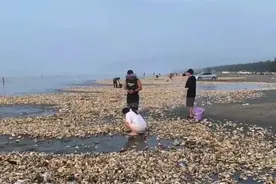 海滩现百米生蚝带，有人捡了一两百斤！官方：建议别吃图片