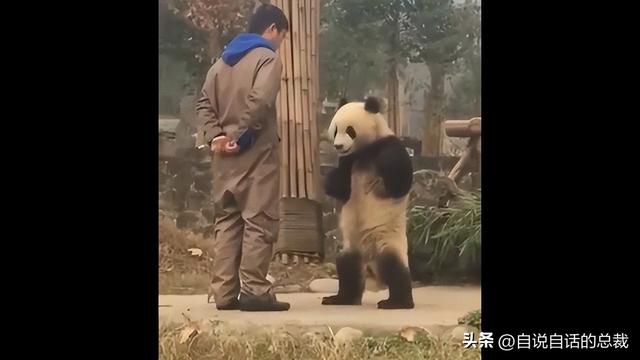 熊猫：真实存在的上古恐惧，为什么只有人类觉得大熊猫很可爱？