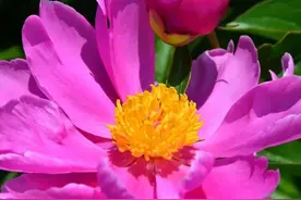 分享图片，五颜六色，千姿百态，醉美芍药花之一图片