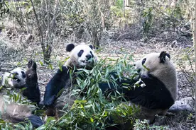 成都溜娃好去处，这6个地方千万别错过图片