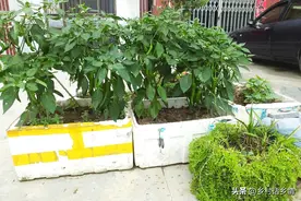 阳台、楼顶种菜全程技术分享，有了它，新手也能把菜种的绿油油图片