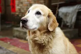 金毛犬有这些症状，说明它已经是“老狗”了图片