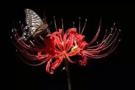 暗示悄悄退场的文案（我在等铁树开花，等乌鸦说情话）图片