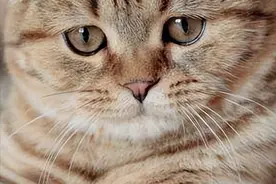 要猫命的“猫传腹”，是可以治好的，别放弃你家猫咪图片