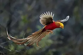 山西老农养“凤凰”4年，发现时已超过40只，专家告知：不能养了图片