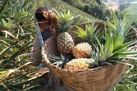 一株菠萝一生只能结一次果，46个月一个周期，为何却卖不上价？图片