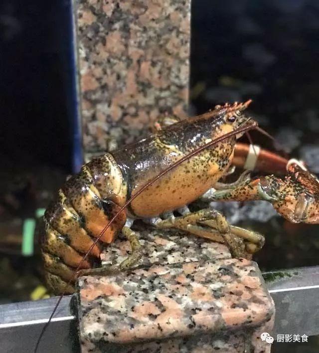 40头的花胶是几级 2025年花胶40头是什么意思?