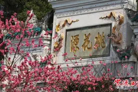 桃花源里桃花开 “国风花朝”迎春来图片