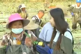 【安徽经视】蚌埠怀远：芡实丰收村里忙图片