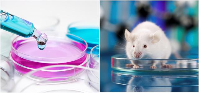 抗体药物开发平台