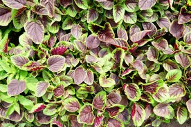 它叫刺苋，是臭名昭著的外来物种，在南方却常被挖根，煲汤很美味图片