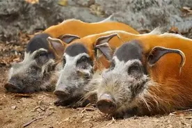 700万头红河野猪在非洲泛滥，上演人猪大战，能否引进我国养殖？图片