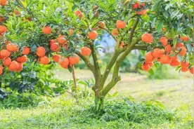 有庭院想“种树”，选这4种，耐寒又耐旱，结果量很大图片