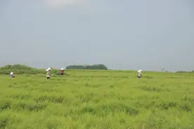 小小穿心莲，开出致富“千金方”，南药产业点亮遂溪新名片图片