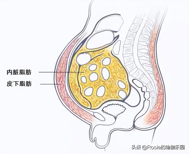 身体的核心部分,人体为了维持核心温度,这些区域周围更容易堆积脂肪