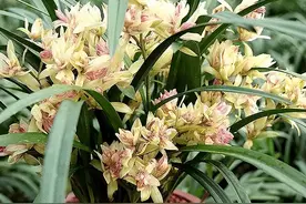富山奇蝶兰花，花型奇特，花色艳丽，兰香怡人，新手也能养好图片
