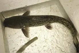 男子发朋友圈晒渔获，隔天被渔政带走，网友：这是往枪口上撞图片