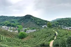龙井村-十里琅珰周末随拍图片