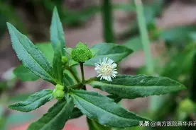 脱发？一味能乌须发的中药：上能促生发，中能消耳鸣，下能止出血图片