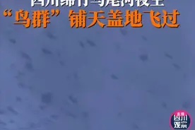 巧合还是前兆？四川震前罕现绵竹“鸟群”、蜉蝣群飞！有无关联？图片
